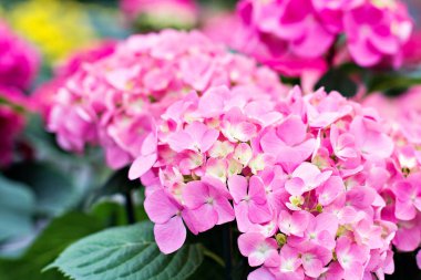 Hydrangea macrophylla. Doğada Güzellik