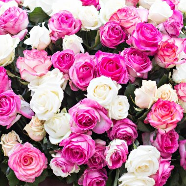 Gül. Büyük bir buket. Desen gül.