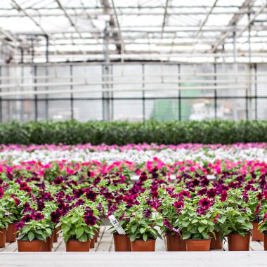 Pembe açelya Çiçeklik çiçekçi dükkanı Satılık