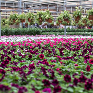 Pembe açelya Çiçeklik çiçekçi dükkanı Satılık