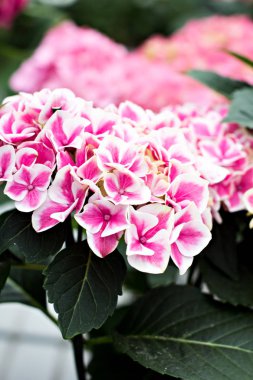 Hydrangea macrophylla güzel çiçekler