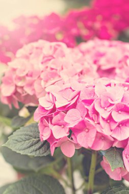 Hydrangea macrophylla gürültü eklendi.