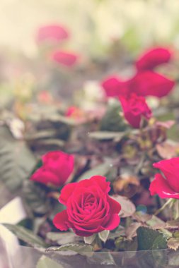 Birkaç gül bush üzerinde.