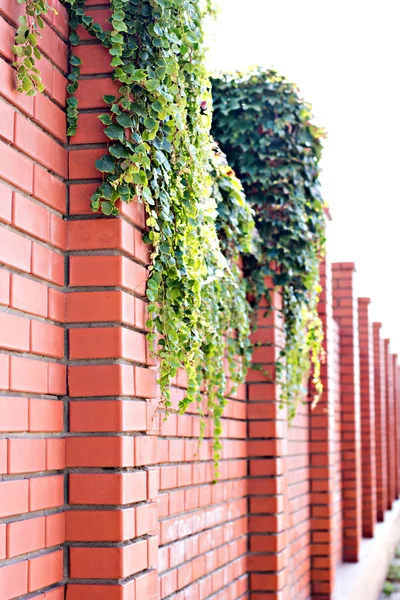 Ivy on a brick wall. Ivy twists a brick wall. — Stock Photo, Image