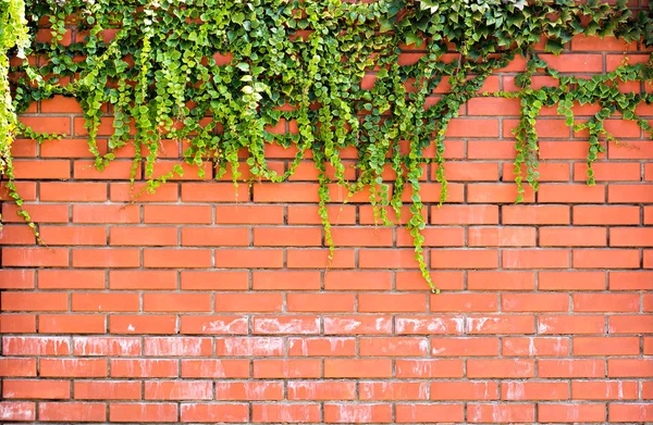 벽돌 벽의 아이비 아이비 왜곡 벽돌 벽. — 스톡 사진