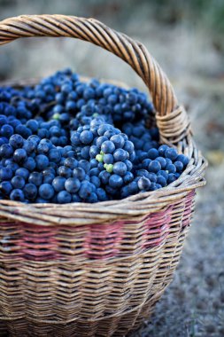 Sepet içinde karanlık üzüm. Üzüm hasat.