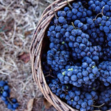 Sepet içinde karanlık üzüm. Üzüm hasat.