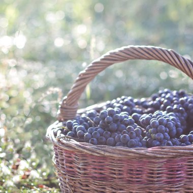 Sepet içinde karanlık üzüm. Üzüm hasat.