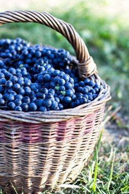 Sepet içinde karanlık üzüm. Üzüm hasat.