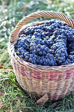 Sepet içinde karanlık üzüm. Üzüm hasat.