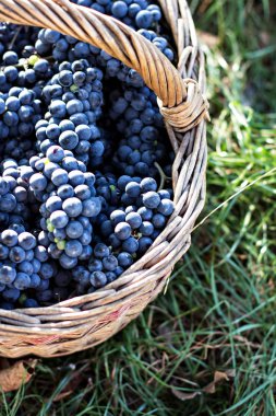 Sepet içinde karanlık üzüm. Üzüm hasat.