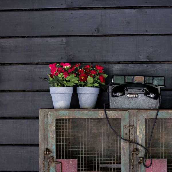 古い電話および植物の鍋 — ストック写真