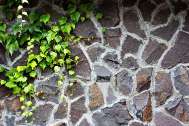 Taş duvar bir yabani üzüm ile kaplıdır