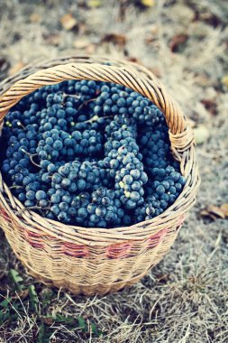 Sepet içinde karanlık üzüm. Üzüm hasat.