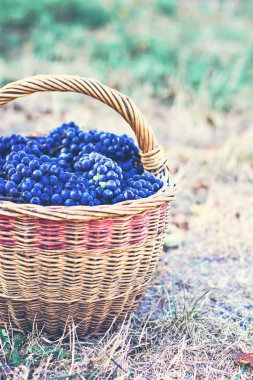Sepet içinde karanlık üzüm. Üzüm hasat.