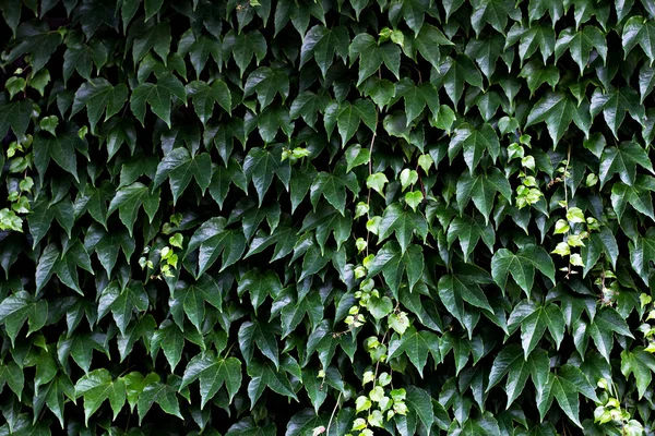 Wilde Trauben grüne Blätter von Efeu an einer Wand Nahaufnahme. — Stockfoto