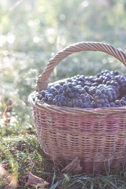 Sepet içinde karanlık üzüm. Üzüm hasat.