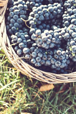 Sepet içinde karanlık üzüm. Üzüm hasat.
