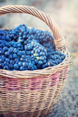 Sepet içinde karanlık üzüm. Üzüm hasat.