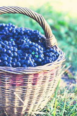 Sepet içinde karanlık üzüm. Üzüm hasat.