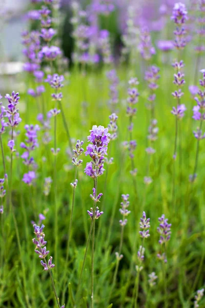 Alanında bahçede lavanta çiçek. 