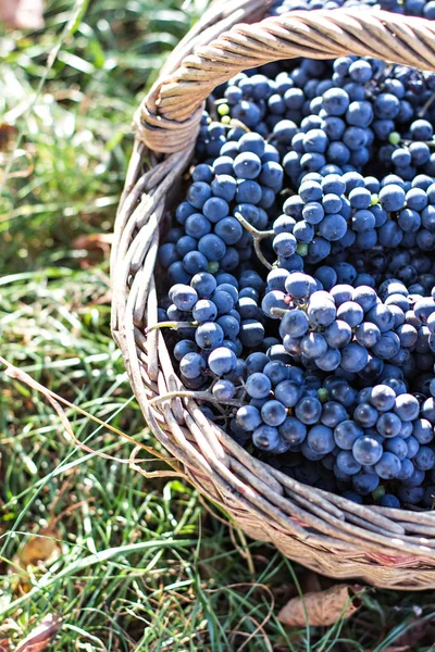 Mörka druvor i en korg. Grape skörd. — Stockfoto