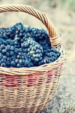 Sepet içinde karanlık üzüm. Üzüm hasat.
