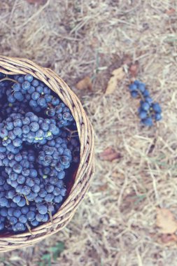 Sepet içinde karanlık üzüm. Üzüm hasat.