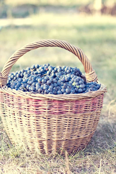Dark grapes in a basket. Grape harvesting. — Stock Photo, Image