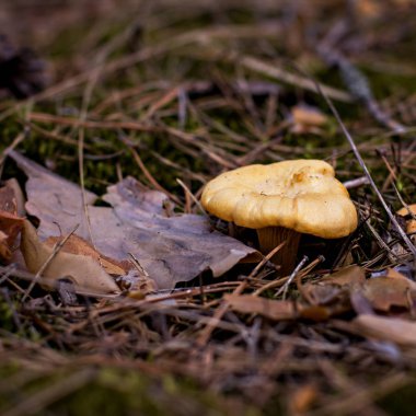 Ormana mantar Cantharellus cibarius büyür.
