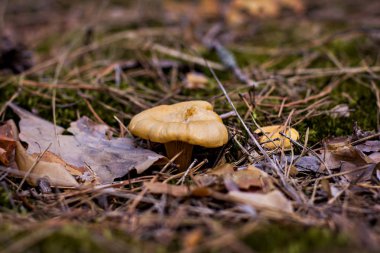 Ormana mantar Cantharellus cibarius büyür.