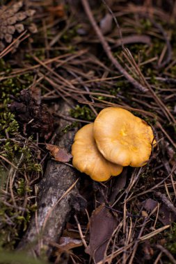 Ormana mantar Cantharellus cibarius büyür.