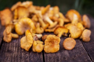 Mantar Cantharellus cibarius sepet
