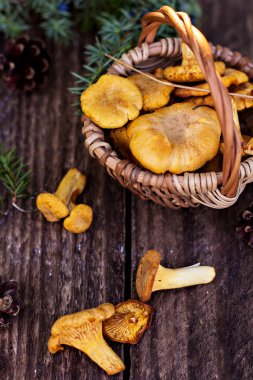 Mantar Cantharellus cibarius sepet