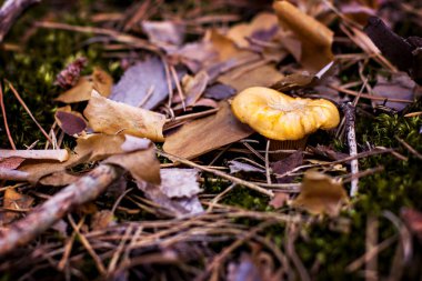 Ormana mantar Cantharellus cibarius büyür.