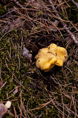 Ormana mantar Cantharellus cibarius büyür.