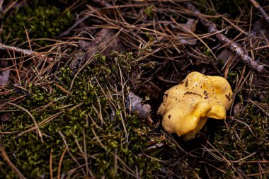 Ormana mantar Cantharellus cibarius büyür.