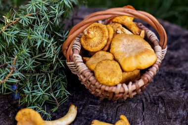 Mantar Cantharellus cibarius sepet