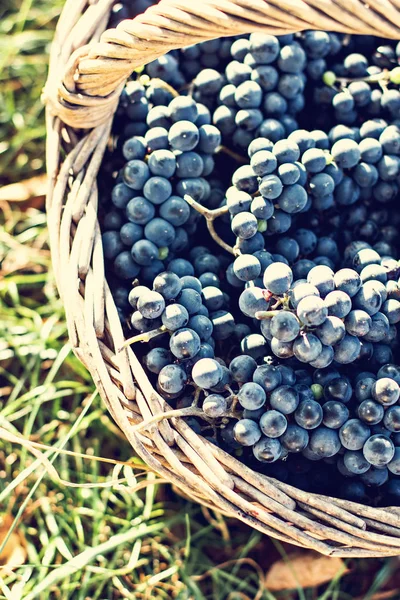 Темный виноград в корзине. Сбор винограда . — стоковое фото
