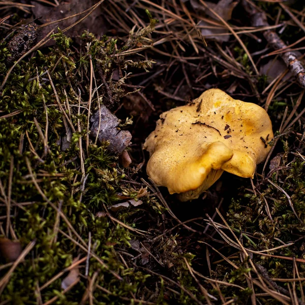 Pieprznik jadalny grzyb rośnie w lesie. — Zdjęcie stockowe