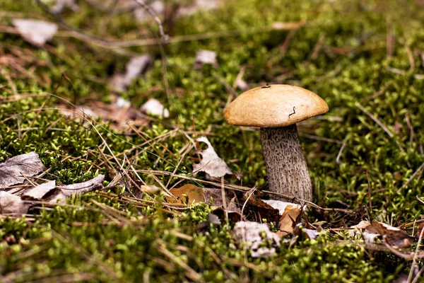 Il fungo di betulla cresce nella foresta . — Foto Stock