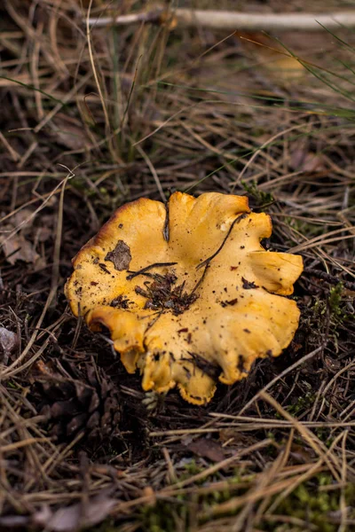 Cogumelo chanterelle cresce na floresta . — Fotografia de Stock