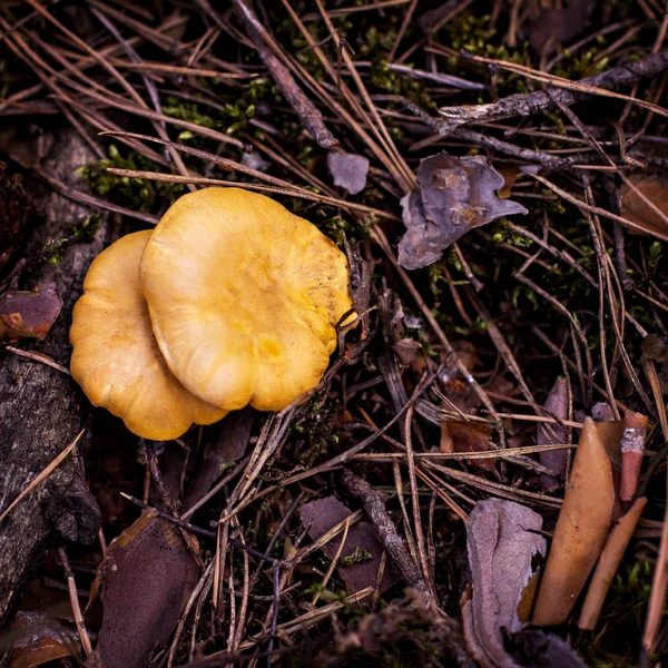 Μανιτάρι chanterelle μεγαλώνει μέσα στο δάσος. — Φωτογραφία Αρχείου