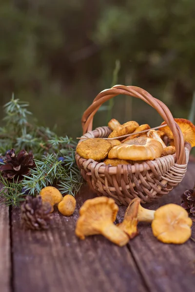 Paddestoelen hanenkam in de mand — Stockfoto