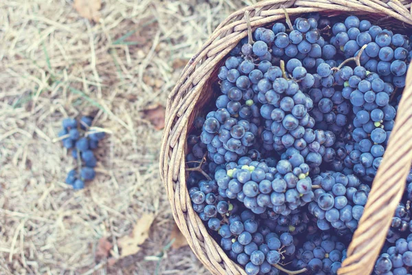 Dunkle Trauben in einem Korb. Weinlese. — Stockfoto