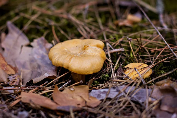 Fungo finferli cresce nella foresta . — Foto Stock