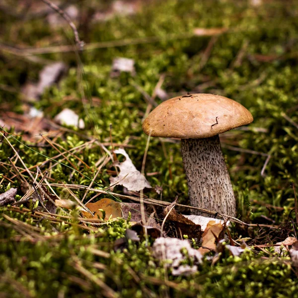 Il fungo di betulla cresce nella foresta . — Foto Stock