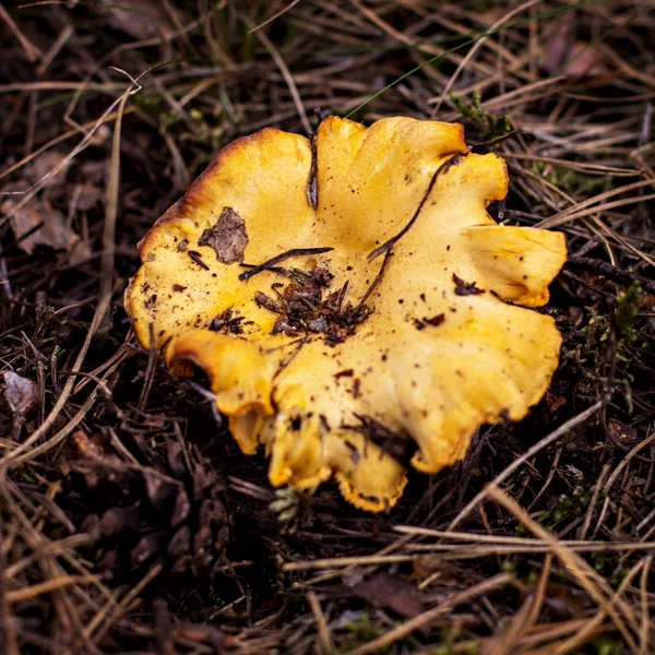 Svamp Kantarell växer in i skogen. — Stockfoto