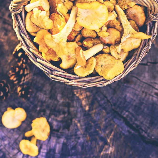 Cogumelos chanterelle na cesta — Fotografia de Stock