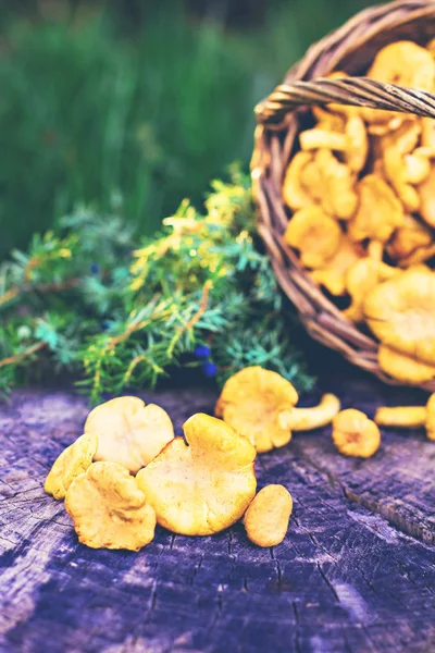 Paddestoelen hanenkam in de mand — Stockfoto